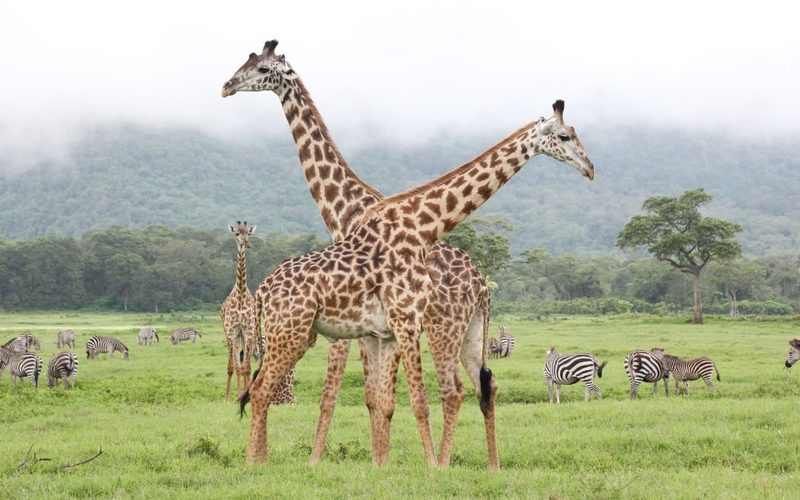 Arusha National Park with Mount Meru