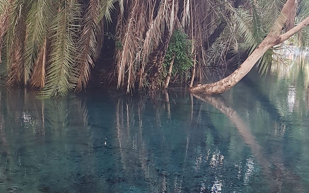 Kikuletwa Hot Springs turquoise pools surrounded by fig trees