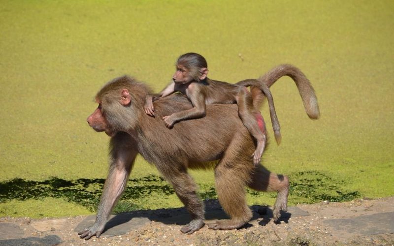 Lake Manyara National Park