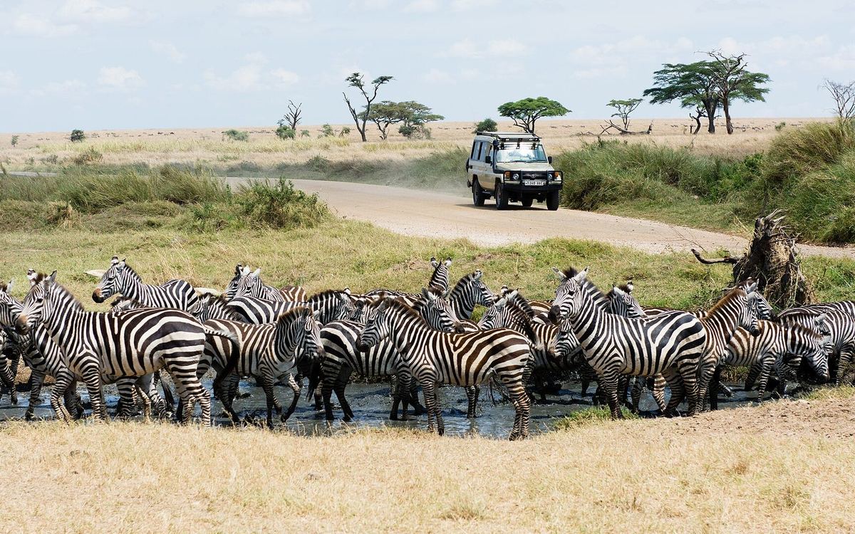 Plains zebras on Tanzanian savanna at sunrise