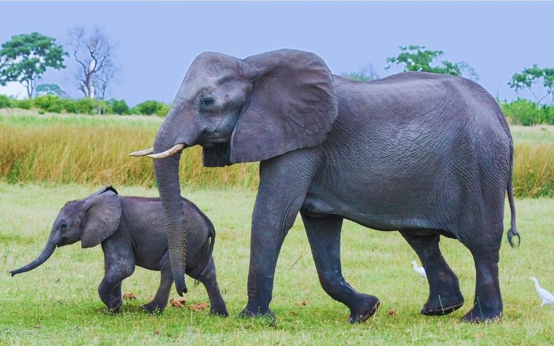 Elephant herd at Tarangire National Park