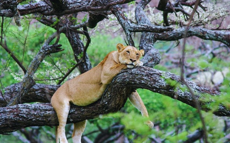 Lake Manyara National Park