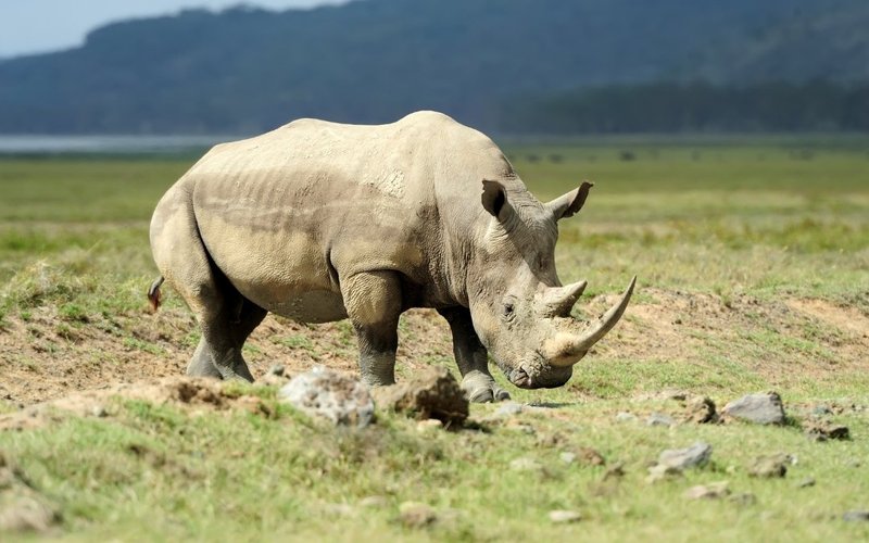Ngorongoro Crater