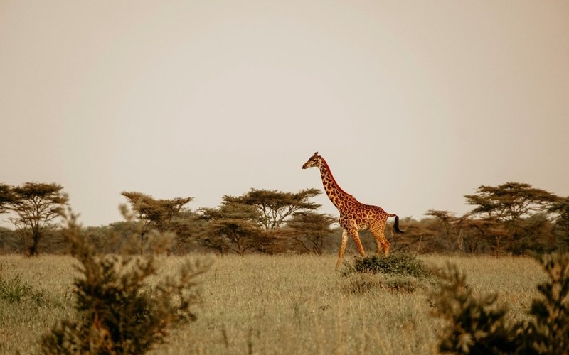 Serengeti National Park, wildebeest migration