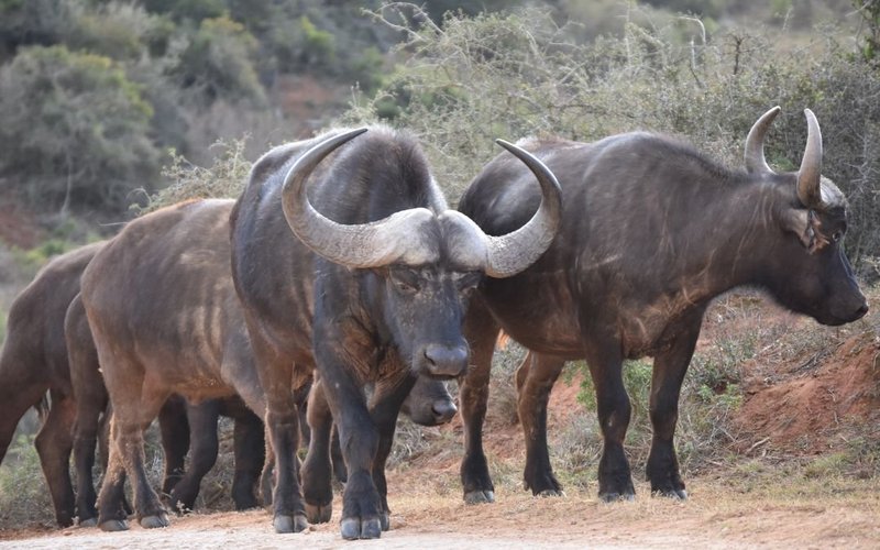 Tarangire National Park, elephants and baobabs