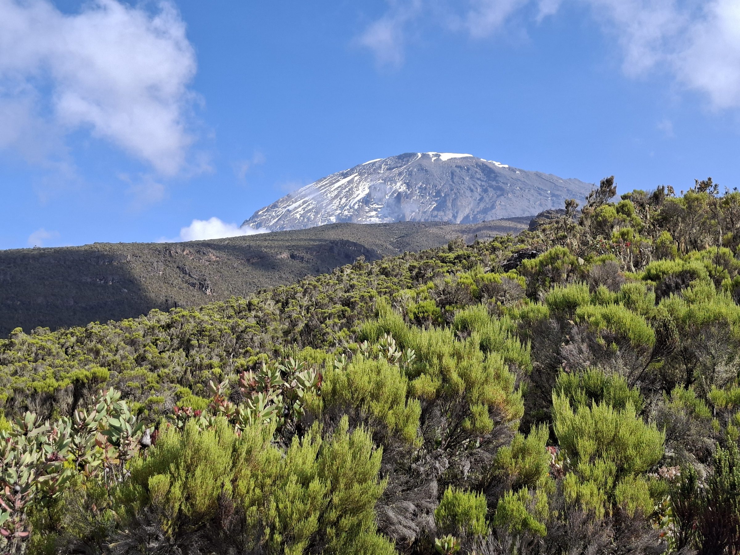 Kibo's glaciated summit standing clear above the moorland on a fine dry-season morning