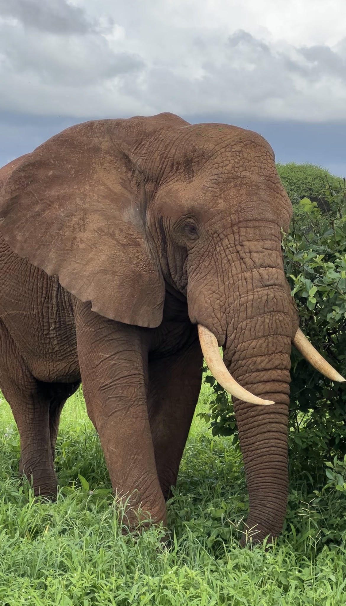 A big bull elephant with long tusks on the floor of the Ngorongoro Crater