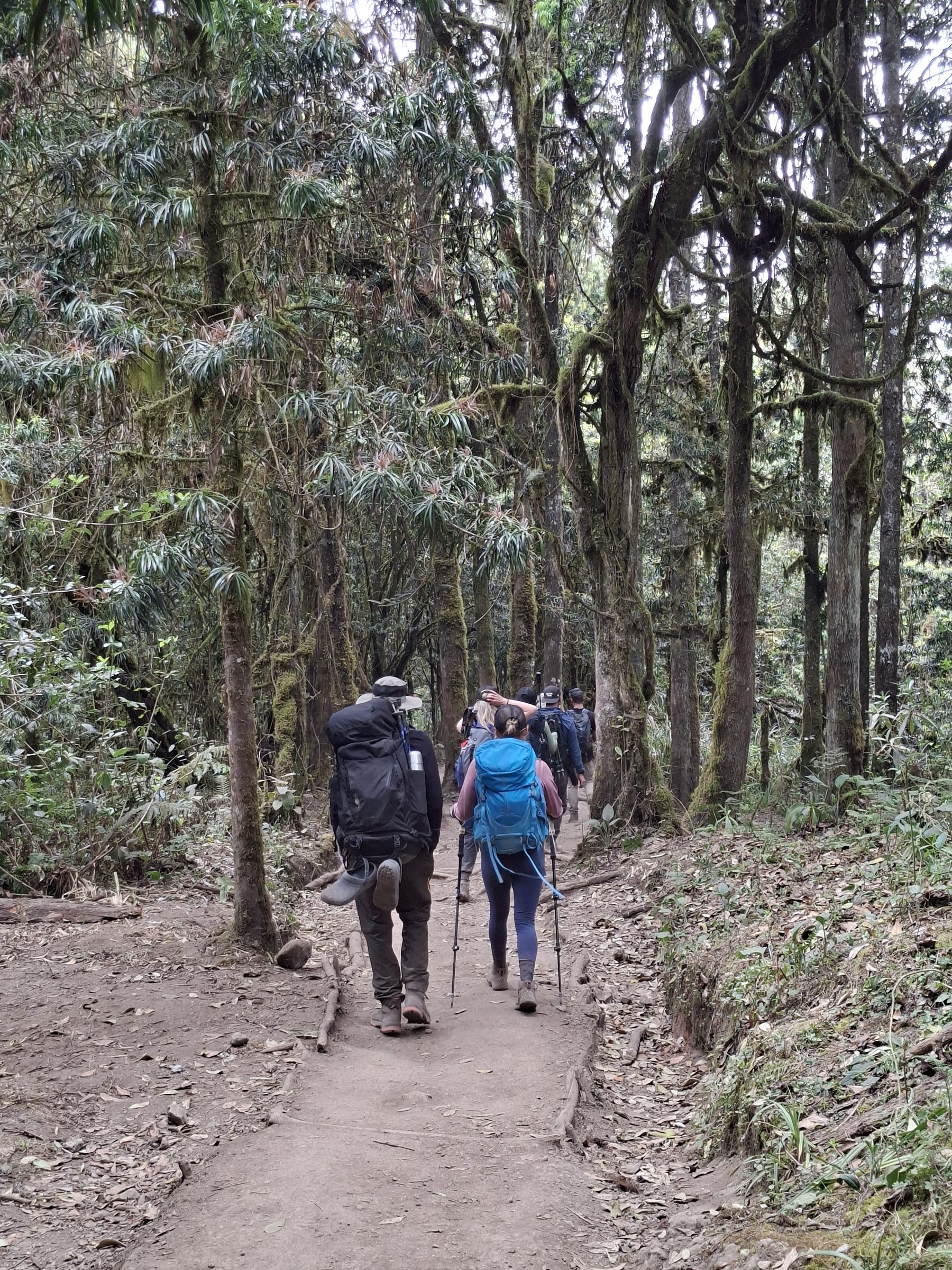 Trekkers on the wet, mossy rainforest trail on the lower slopes of Kilimanjaro