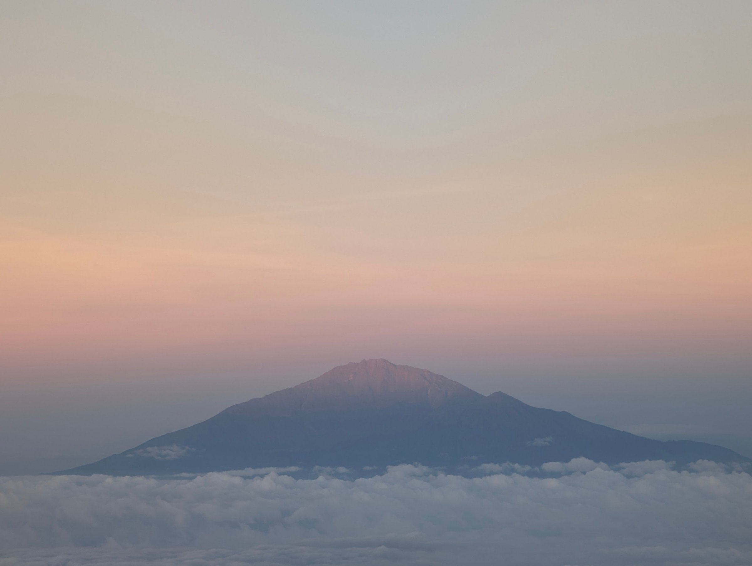 Mt Kilimanjaro at dawn, framed by wildflowers on the lower slopes.