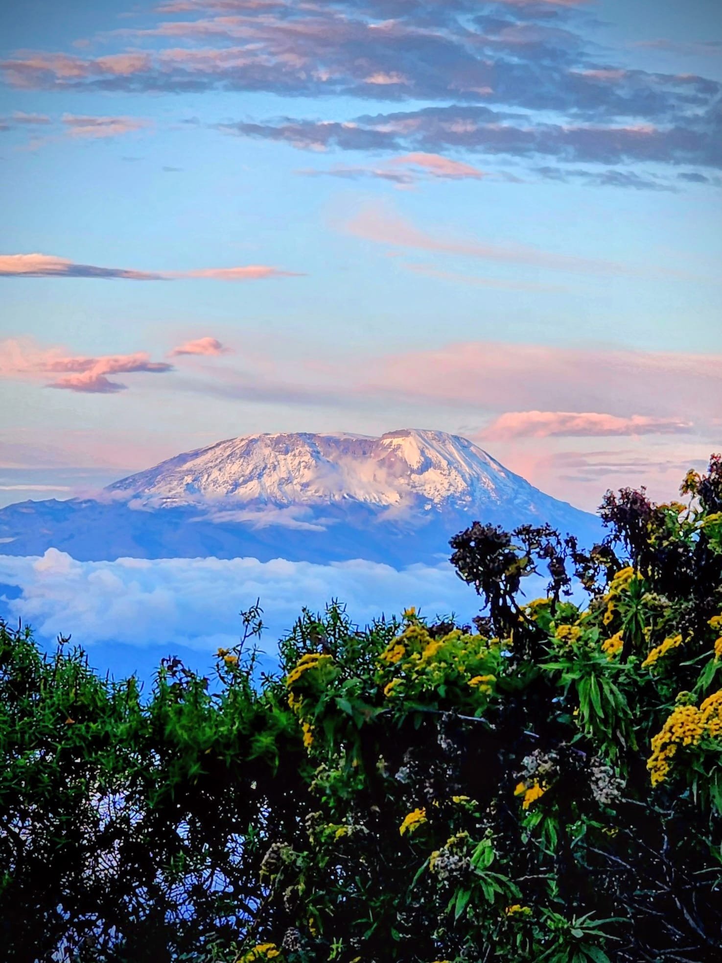 Mount Kilimanjaro at sunset in the pink hour above the cloud line.