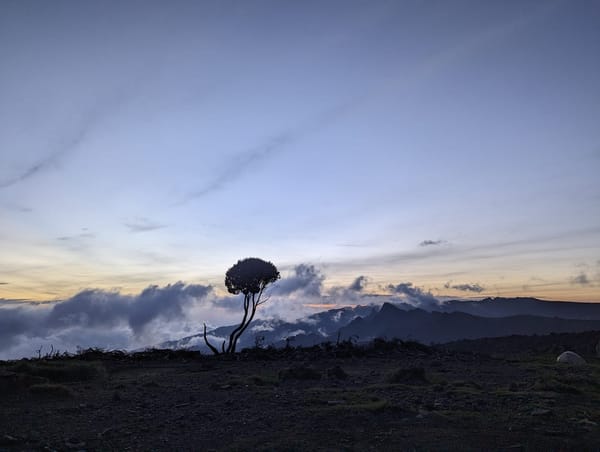 Lone tree silhouette above the cloud line at sunset, Mt Meru in the distance.