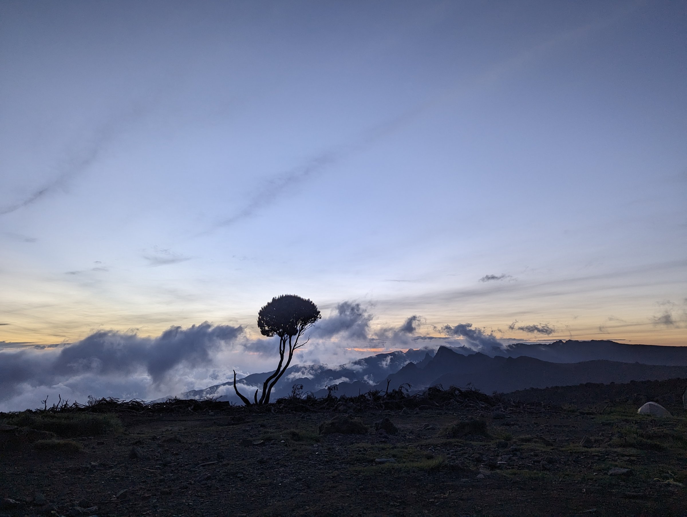 Lone tree silhouette above the cloud line at sunset, Mt Meru in the distance.