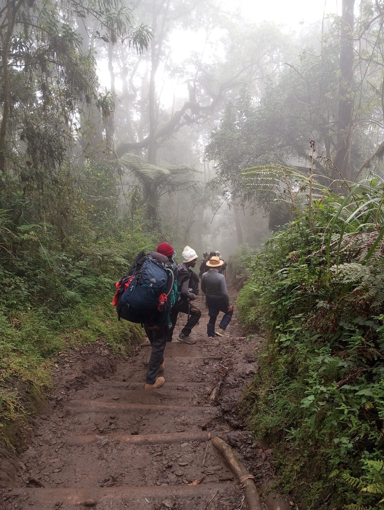 Climbers in the misty rainforest section of the lower mountain.