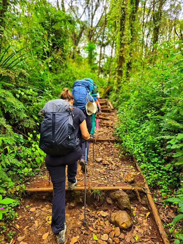 Climbers ascending through the lower montane forest on the Machame Route.