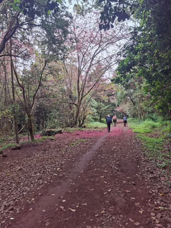 Descending the Marangu forest track with pink blossom fallen across the trail.