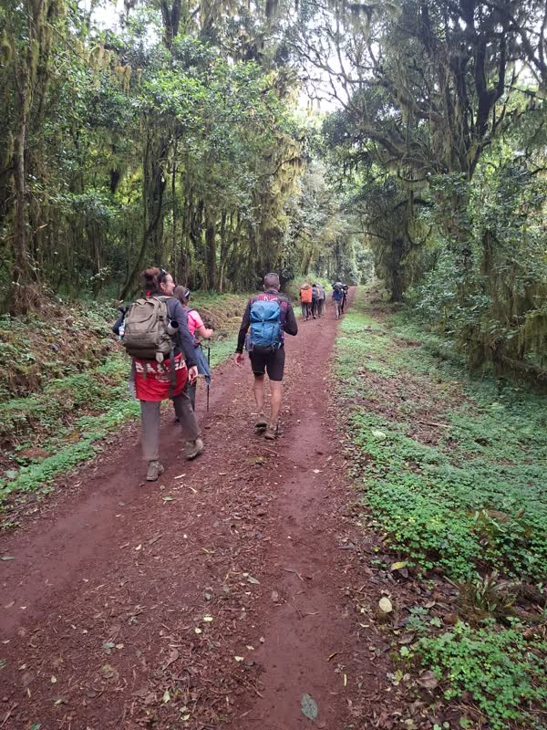 Trekkers and porters on the red-earth trail through moss-hung rainforest above Marangu Gate.