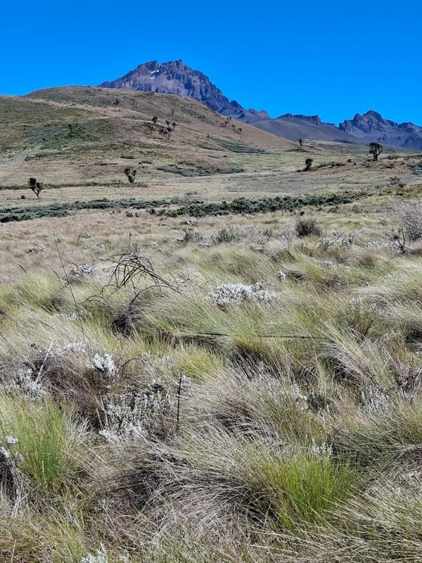 Mawenzi Peak rising above the alpine grasslands.