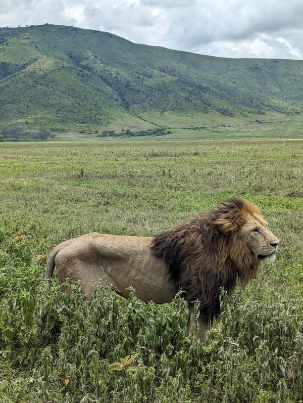 A male lion standing on the Ngorongoro Crater floor with the crater walls behind.