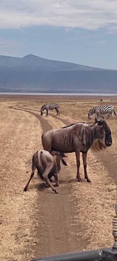 Wildebeest and zebra on the Ngorongoro Crater floor.