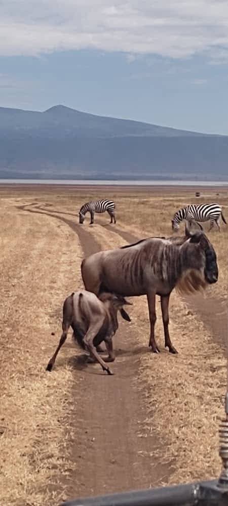 Wildebeest and zebra on the Ngorongoro Crater floor.