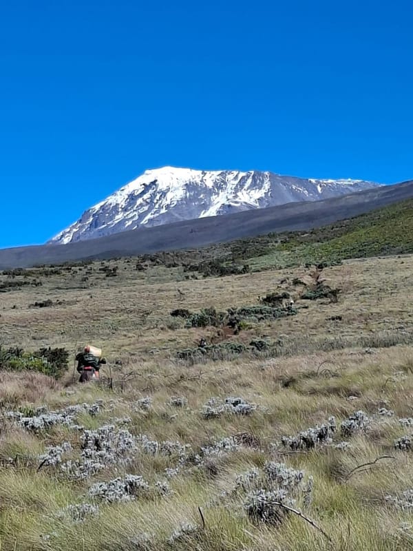 A porter walking the trail with the snow-capped Kibo summit ahead.