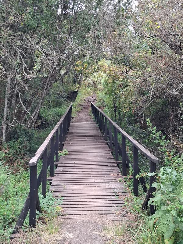 The timber footbridge on the first day of the Rongai route, heading up toward Simba Camp.