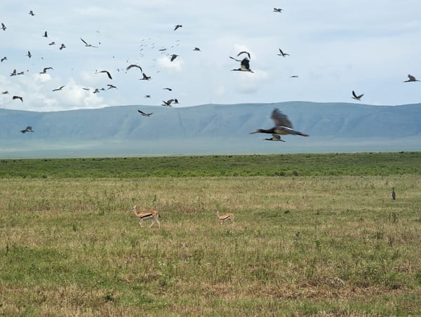 Marabou storks lifting off as gazelles graze the crater floor.