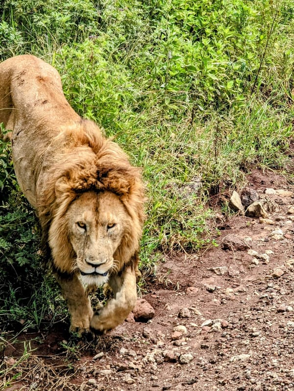A young male lion stalks down the crater track.