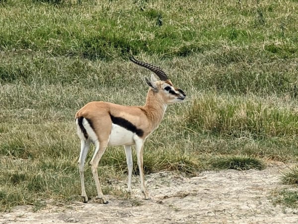 A Thomson's gazelle pauses on the short grass.
