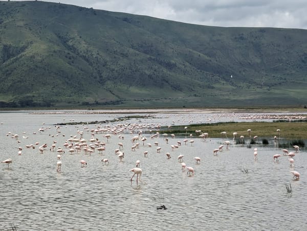 Pink flamingos spread across the crater's soda lake.