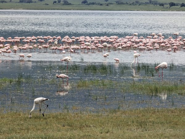 Greater and lesser flamingos feed at the lake margin.