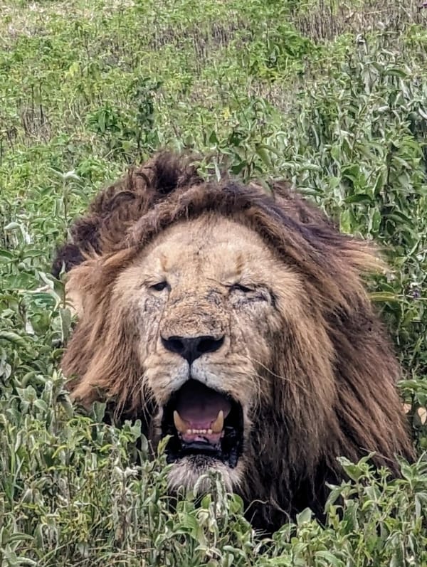 A black-maned male yawns in the long grass.