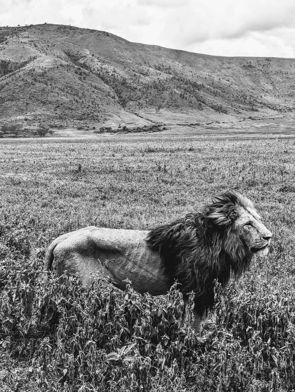 Black-and-white study of a male lion on the crater floor.