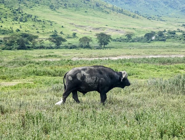 A Cape buffalo trails a cattle egret through the marsh.