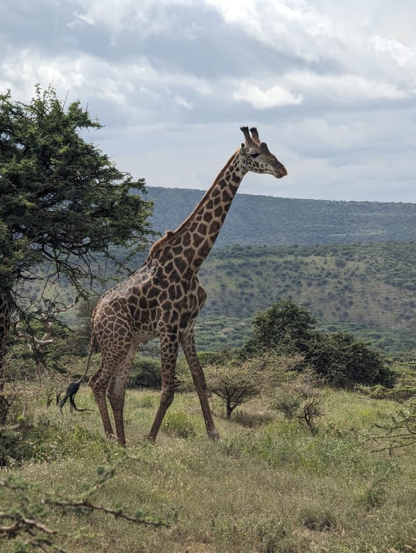 A Maasai giraffe browses the acacia at the crater rim.