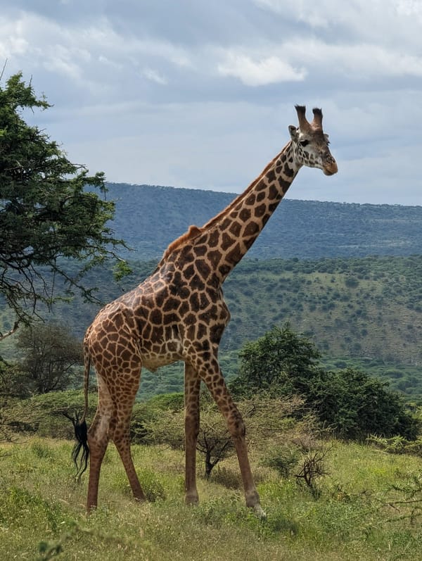 The same giraffe walks on through open woodland.