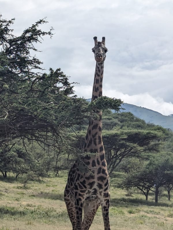 A bull giraffe looks straight down the lens.