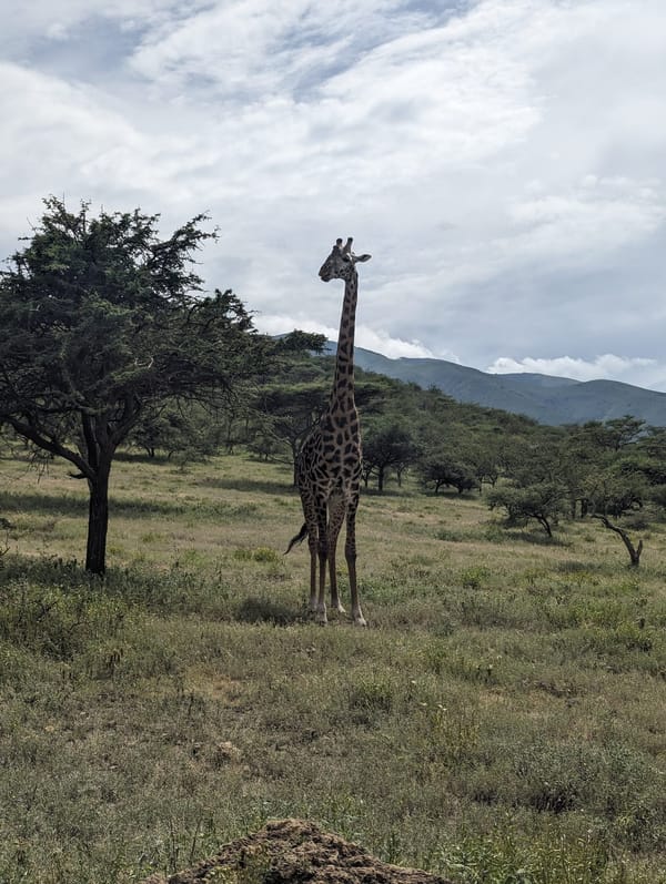 A lone giraffe under the Ngorongoro highlands.