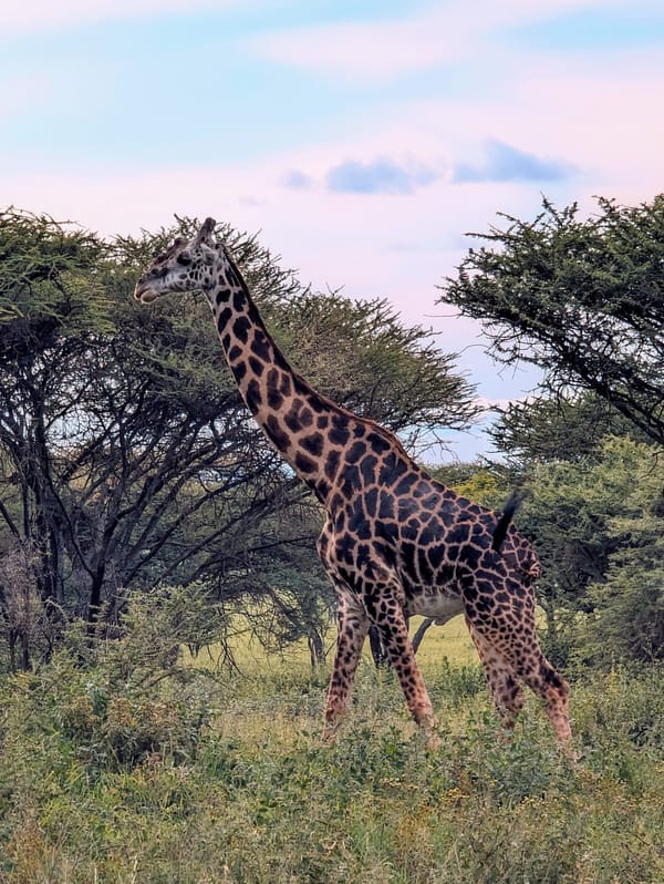 Giraffe framed by twin acacias as the afternoon clouds build.