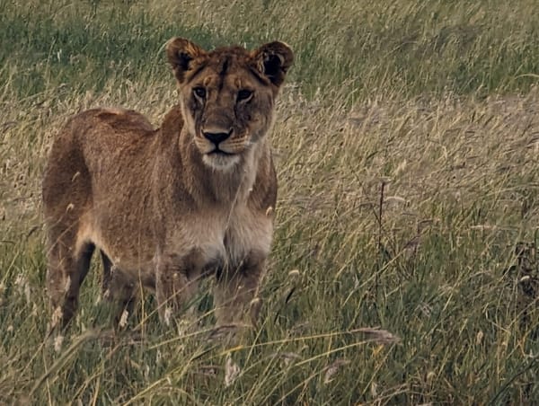 A young lioness pauses in the tall savannah grass.