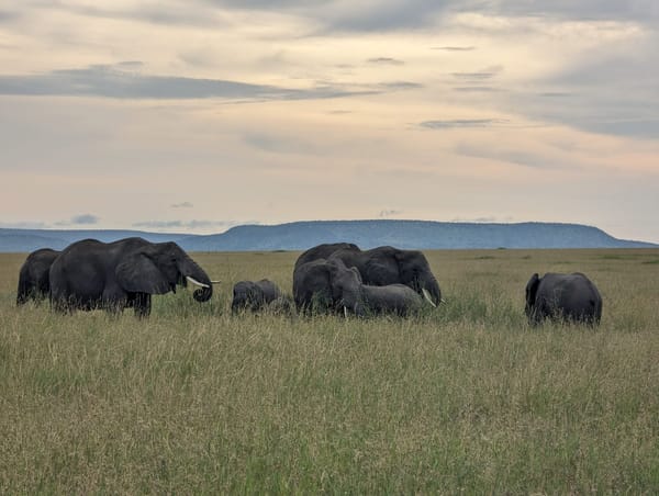 An elephant family crosses the plains at last light.