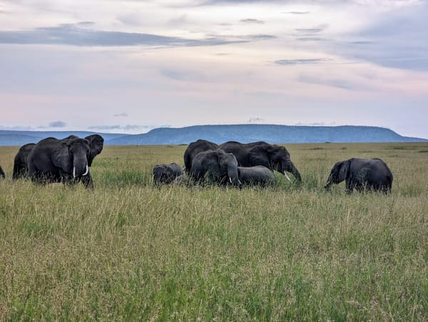 The herd keeps moving, bulls flanking the calves.
