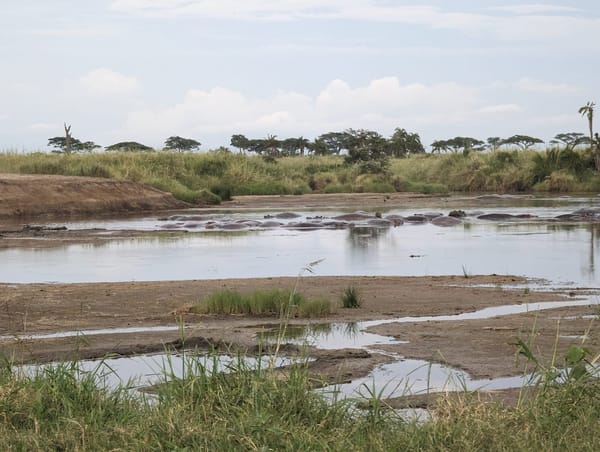 A hippo pool baking in the late dry-season afternoon.