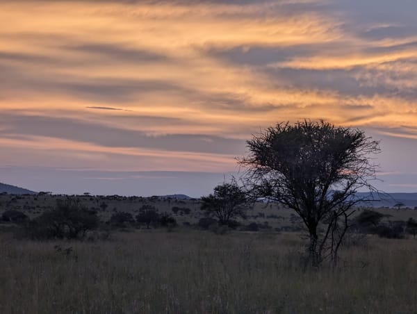 Acacia silhouetted against the Serengeti sunset.