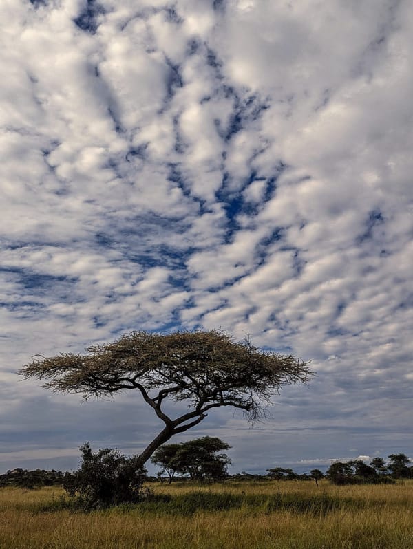 A lone acacia under a mackerel sky.