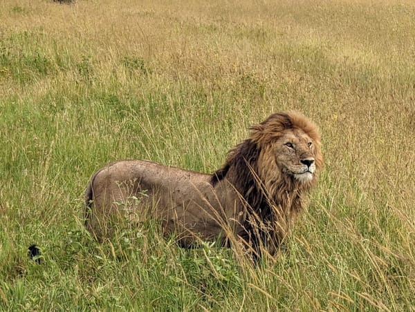 Male lion at rest in the morning grass.