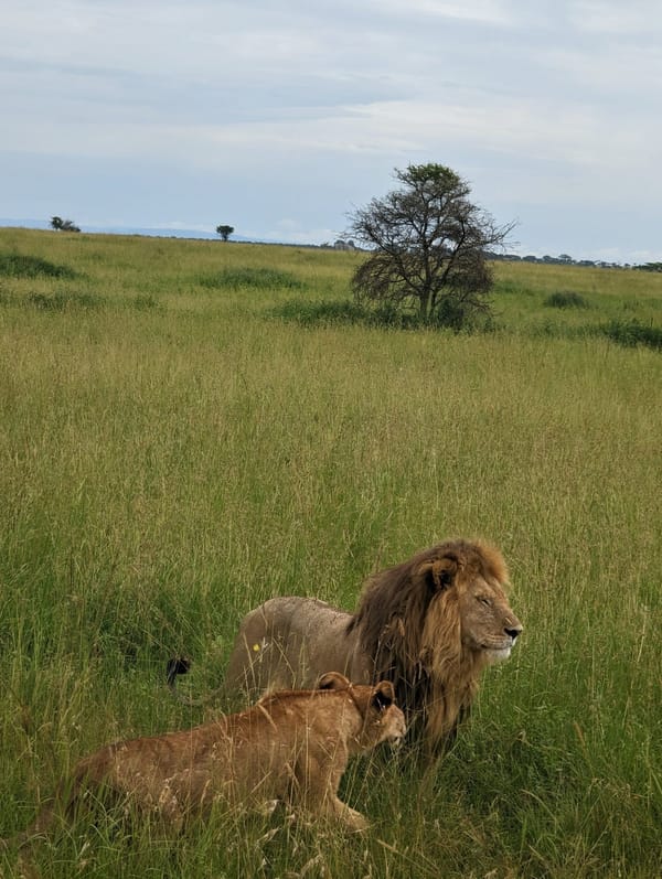 A father lion stands guard while two cubs nestle in the grass.