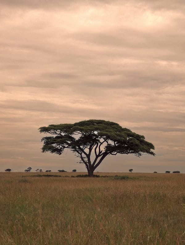 Umbrella acacia under a pearl-grey dawn.