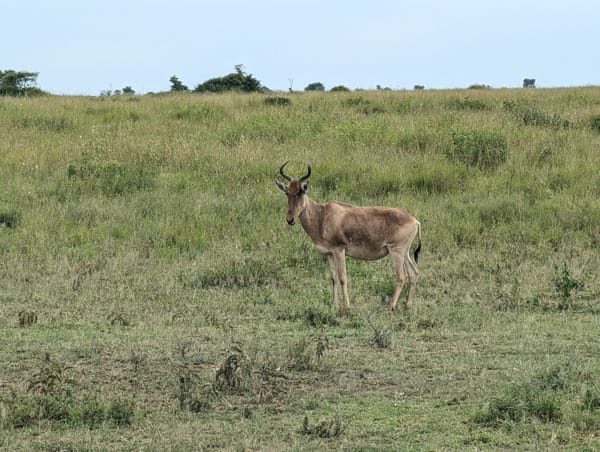 A Coke's hartebeest watches from the open plain.