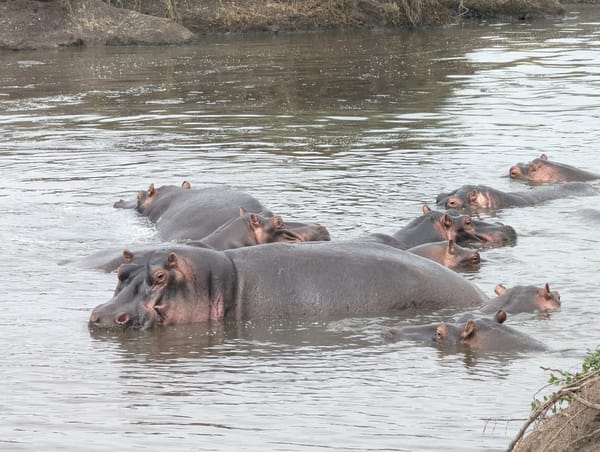 A pod of hippos crowds the river shallows.